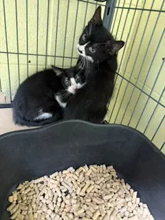 Nelly, photo 6