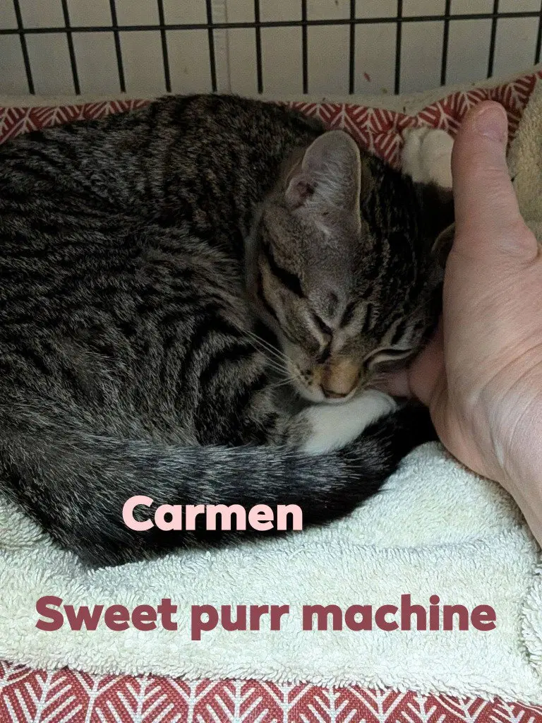 Carmen, photo 2
