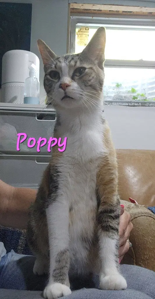 Poppy, photo 3