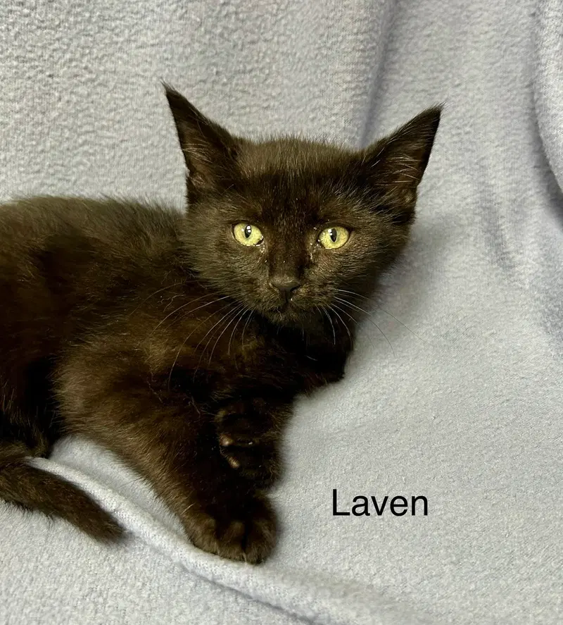 Laven, photo 6