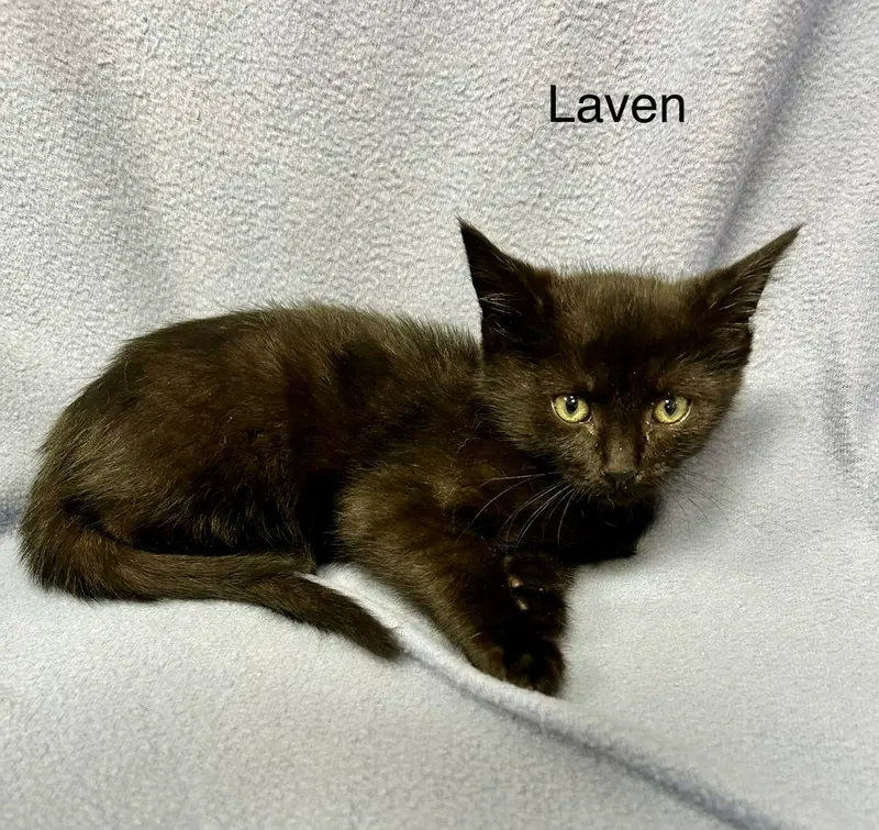 Laven, photo 7