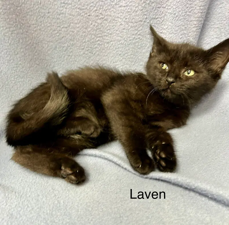 Laven, photo 8