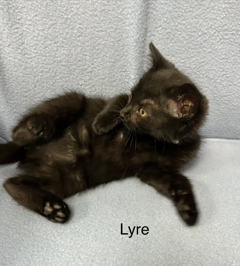 Lyre, photo 3