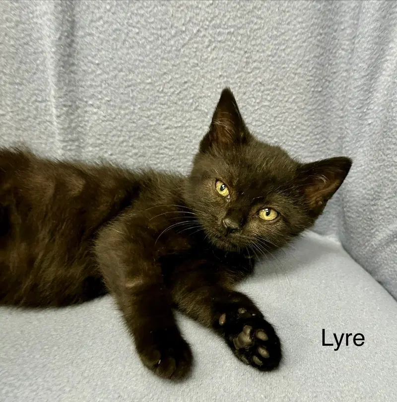 Lyre, photo 2