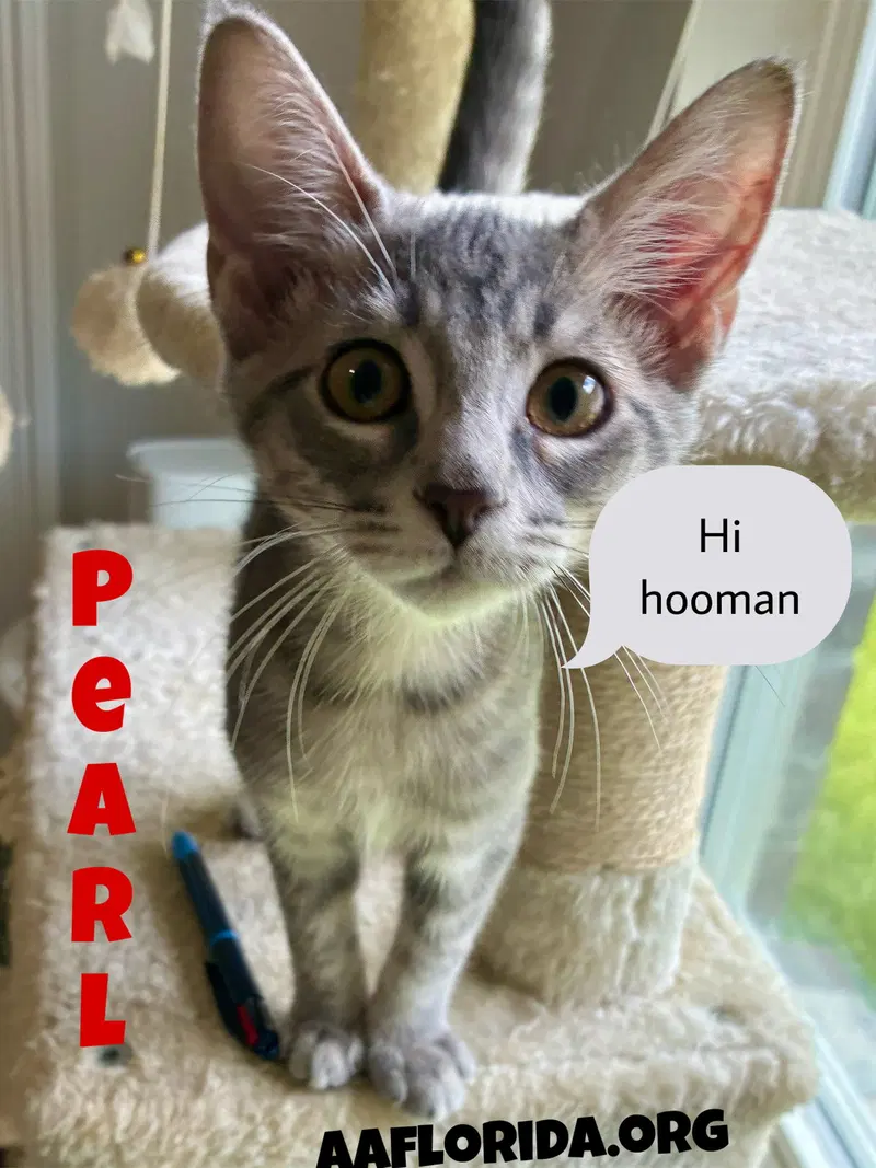 Pearl, a female Tabby cat up for adoption