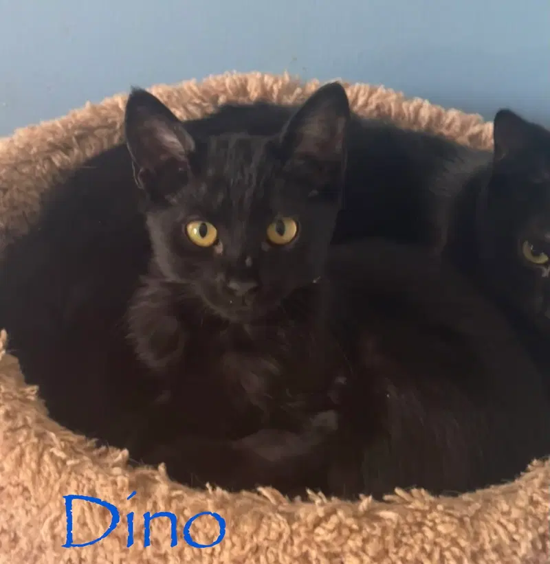 Dino, photo 3