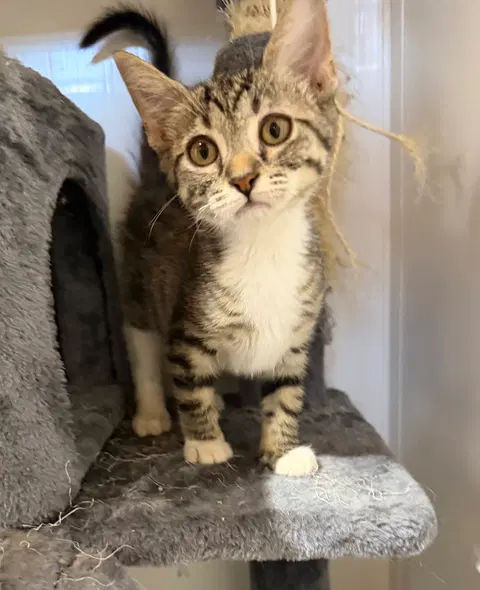 Watch the video of Parmesan