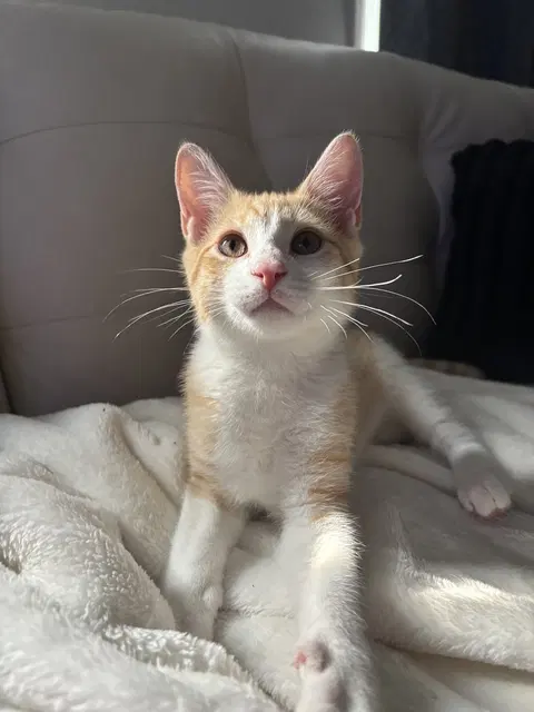 Watch the video of Dorito