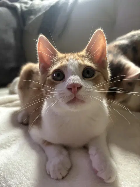 Watch the video of Cheeto
