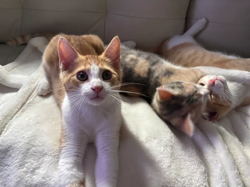 Cheeto, photo 4