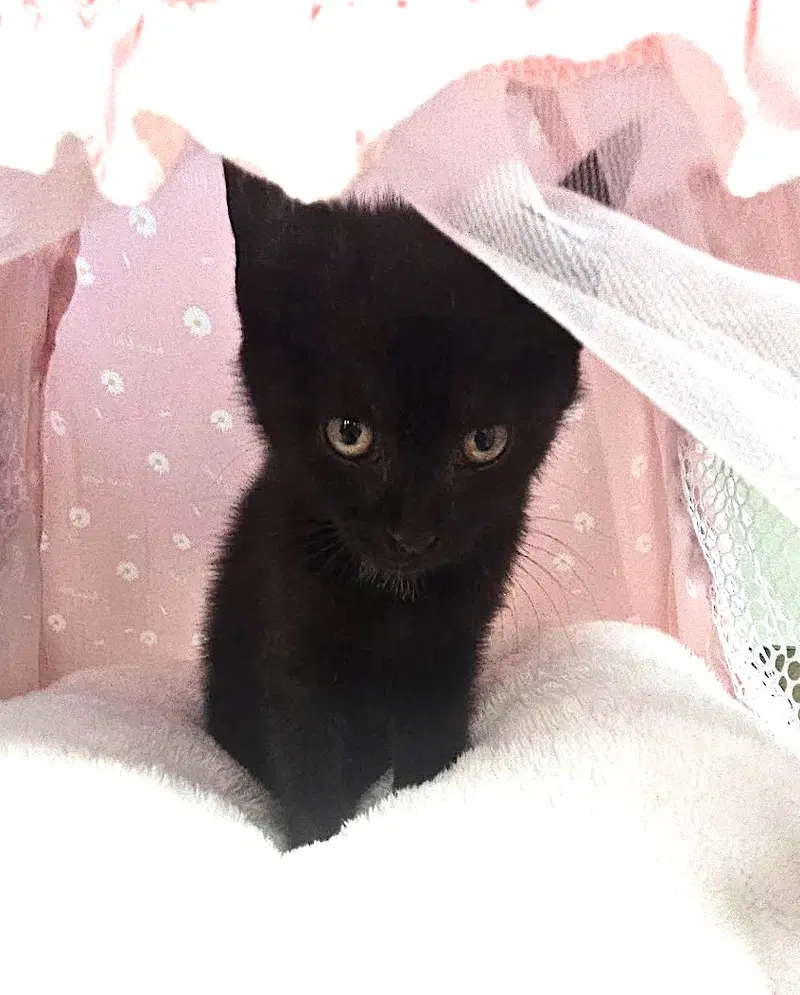 Zelda, photo 3