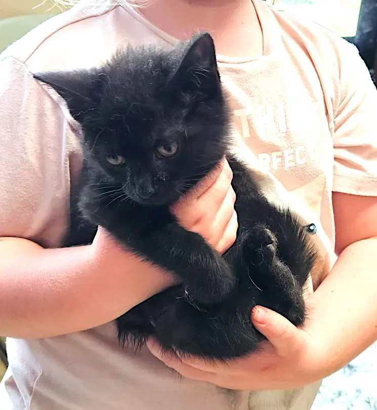 Zelda, photo 4