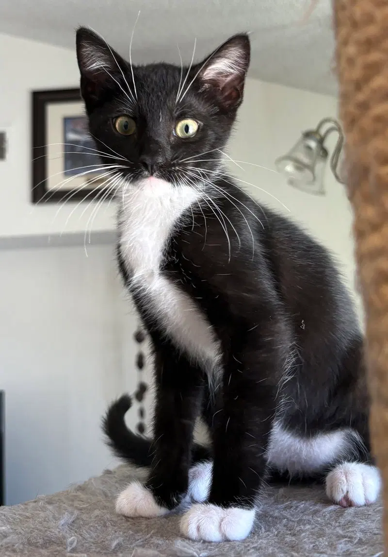 Zinger, a male kitten up for adoption