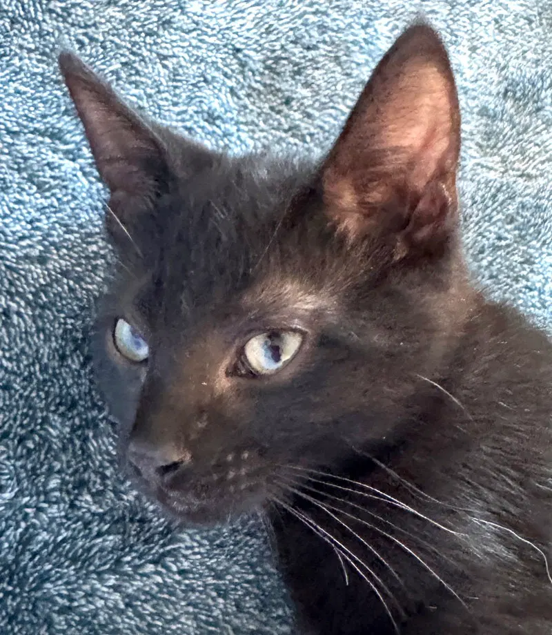 Miles, photo 3