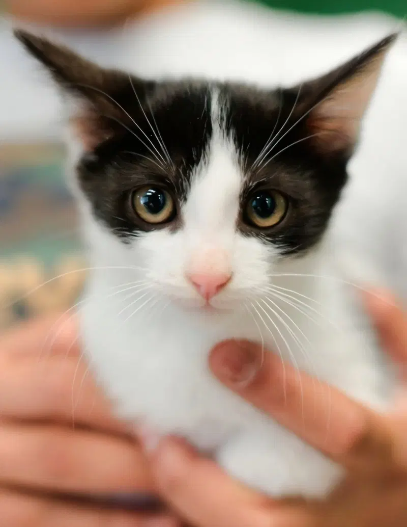 Carl, a male Tuxedo kitten up for adoption