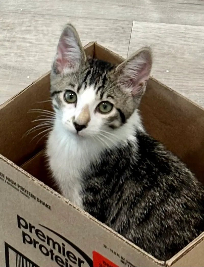 Al, a male Tabby kitten up for adoption