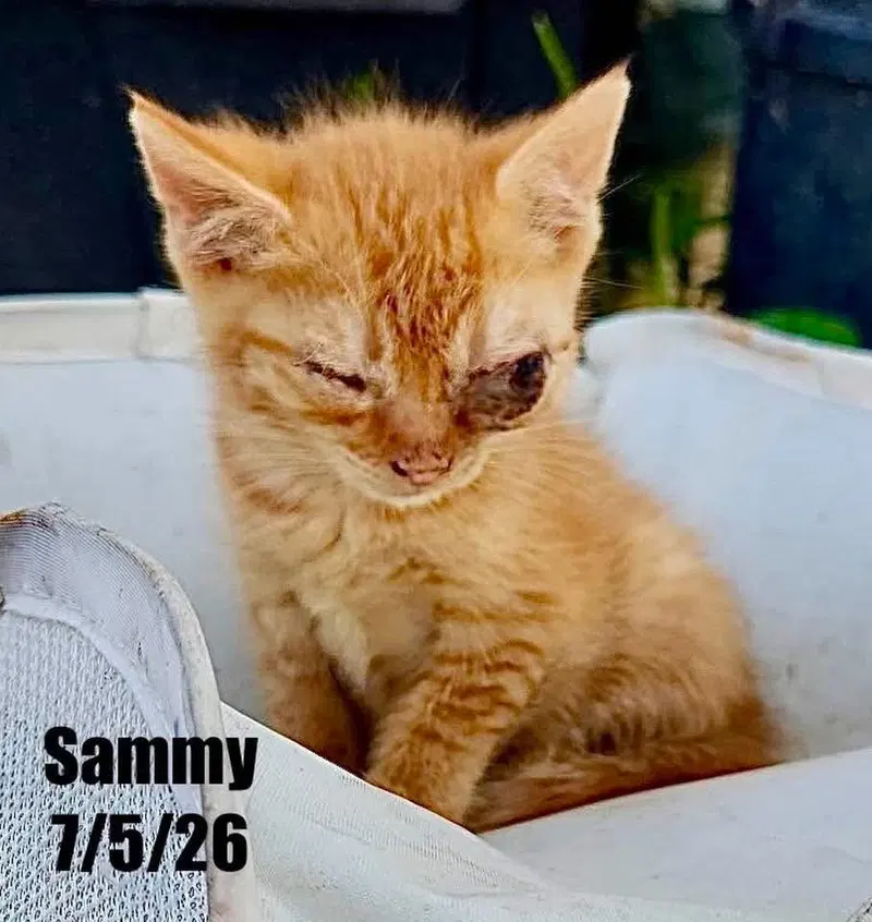Sammy, a male cat up for adoption