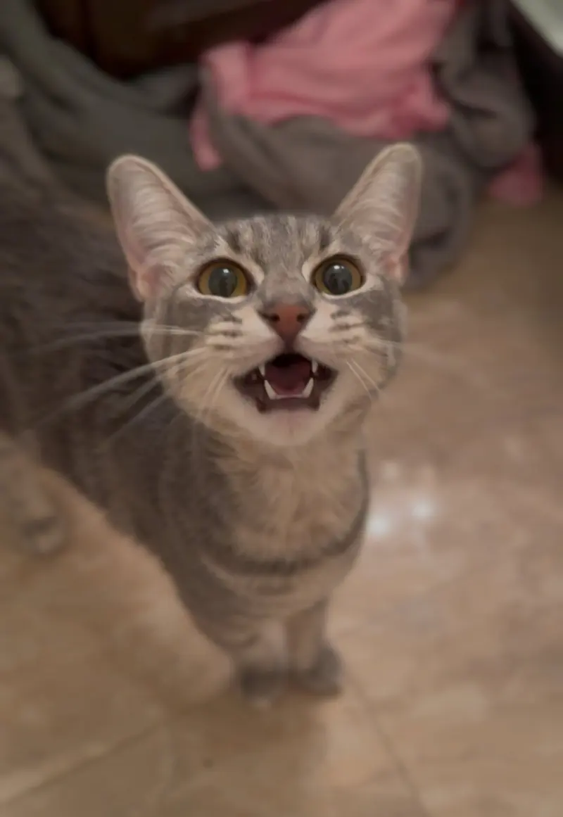 Tallulah, an adult female cat up for adoption