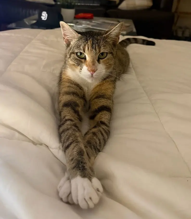 Charlie, an adult female cat up for adoption