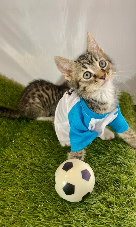 Watch the video of Striker