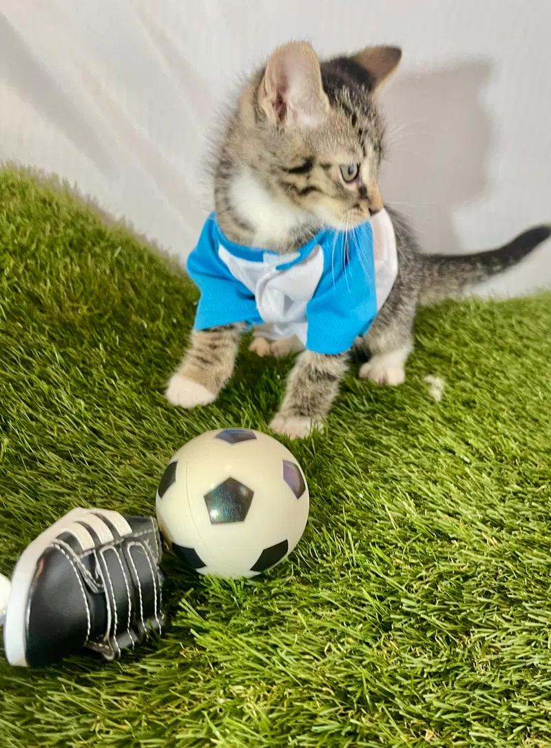 Striker, photo 3