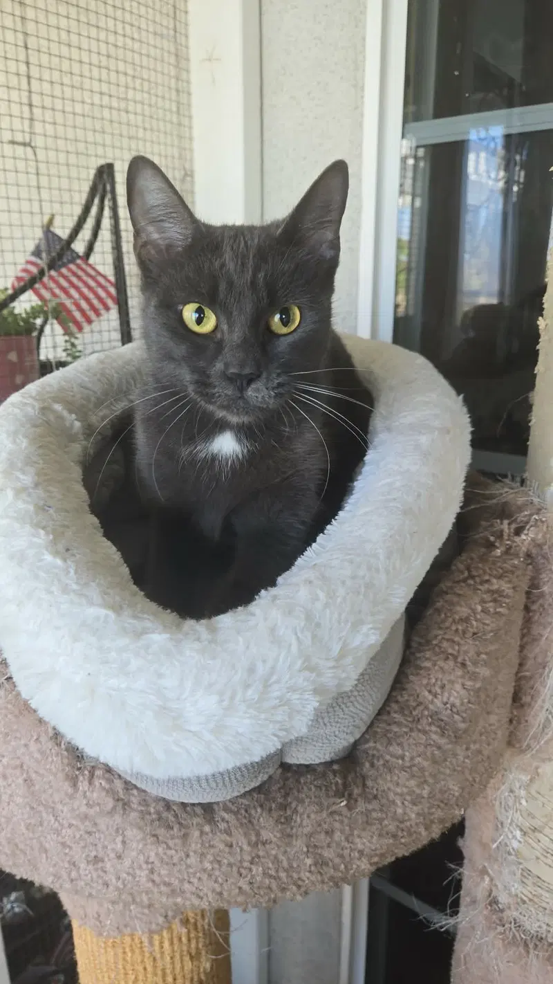 Kiki kitty, photo 5