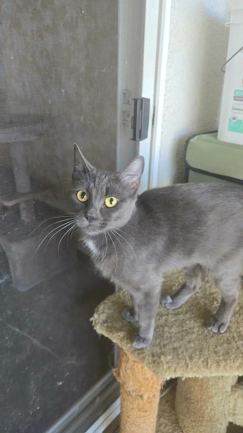 Kiki kitty, photo 6