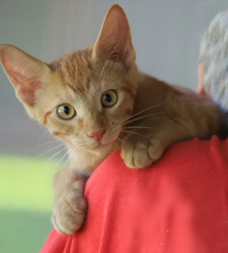 Commander, a male kitten up for adoption