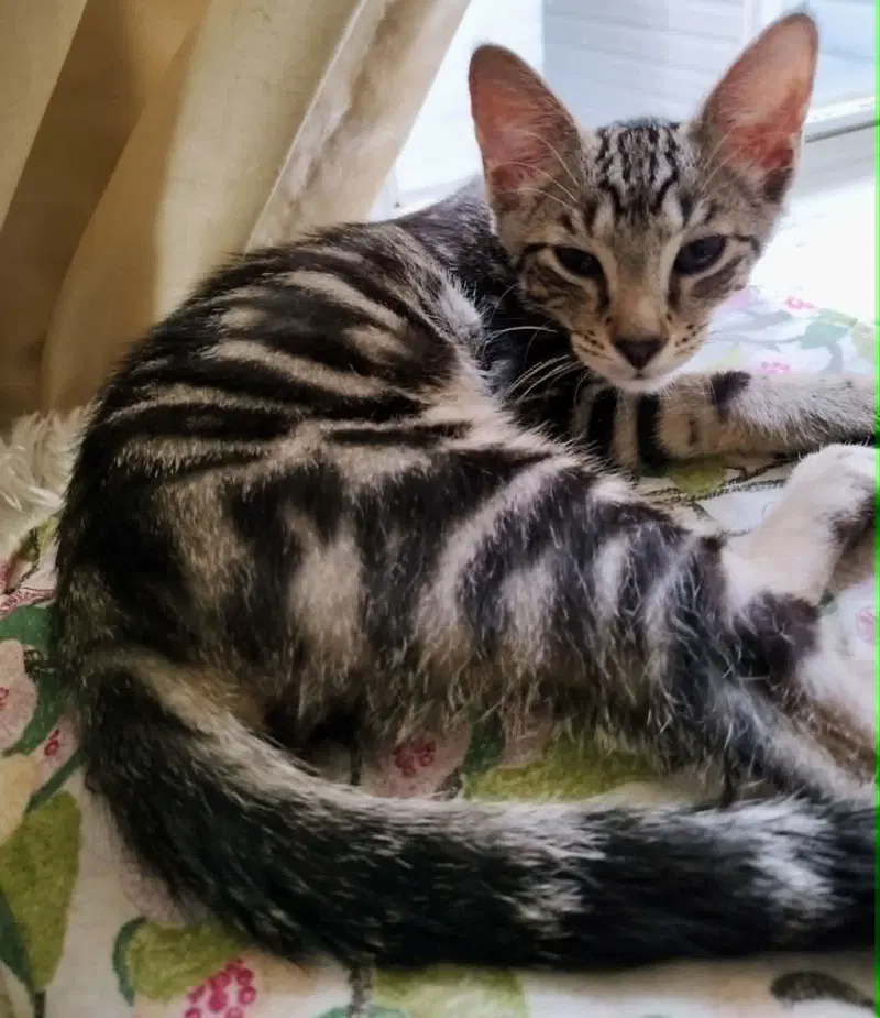 Wee Bairn, a Tabby cat up for adoption