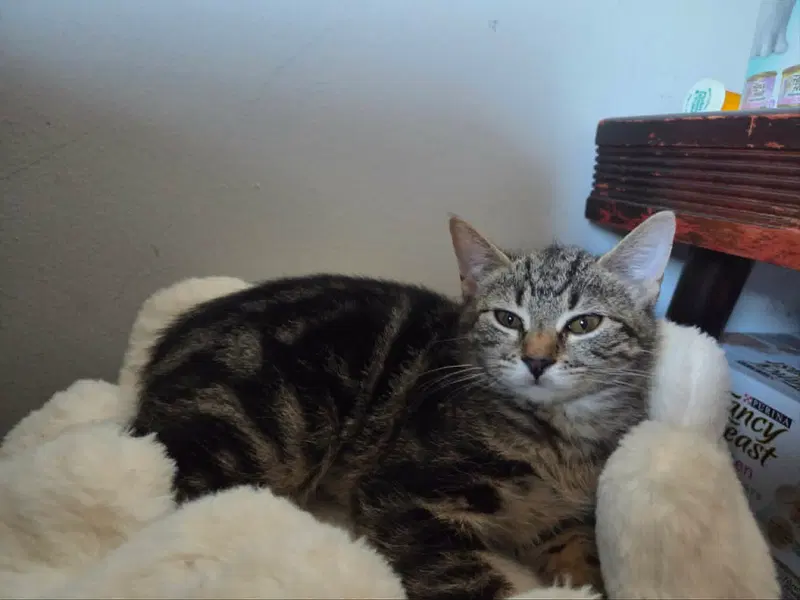 Jonesy, photo 2