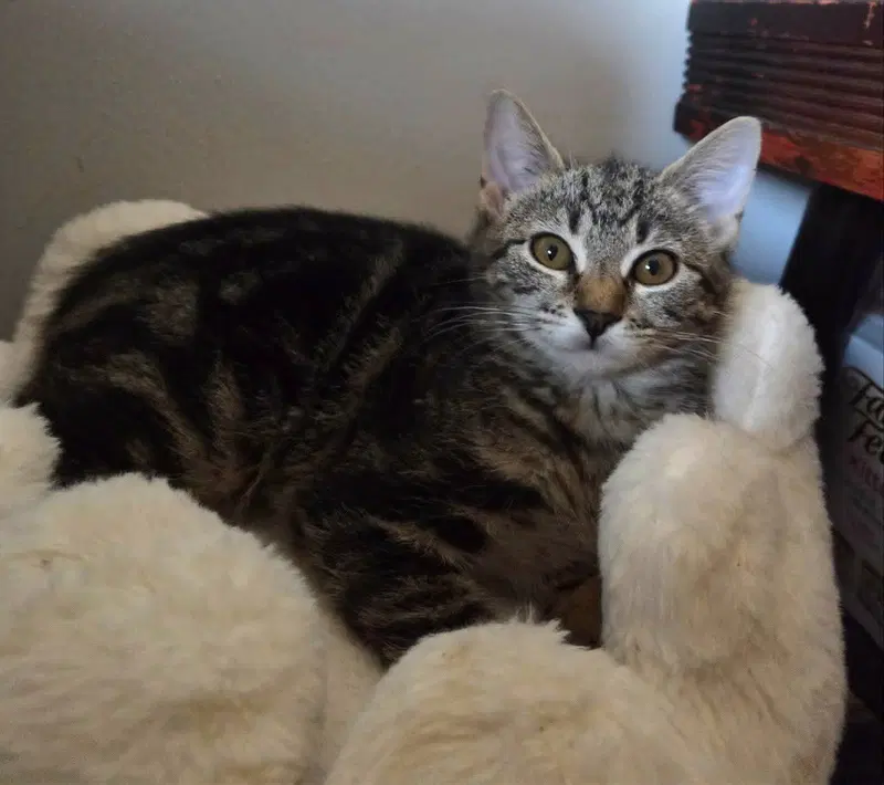 Jonesy, photo 3