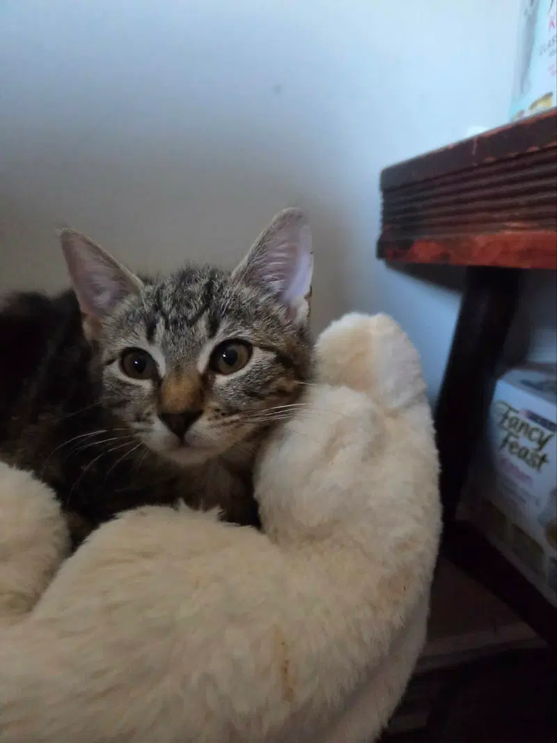 Jonesy, photo 4
