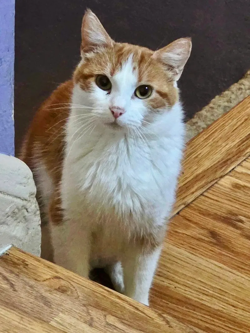 Pretty Mama, an adult female cat up for adoption