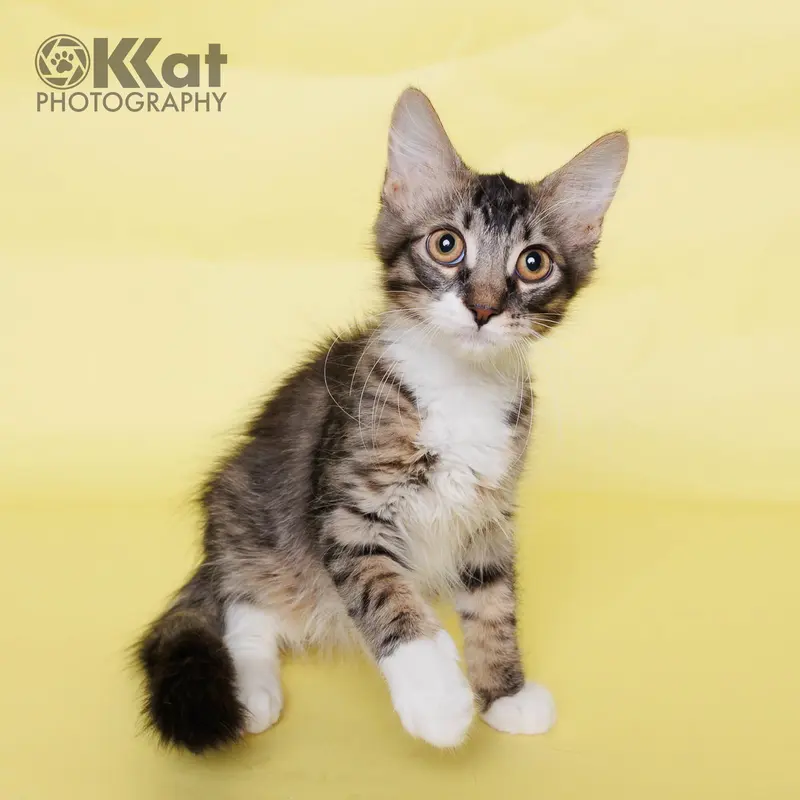 Boots, a young male cat up for adoption