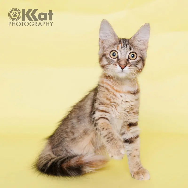 Tippy, a young female cat up for adoption