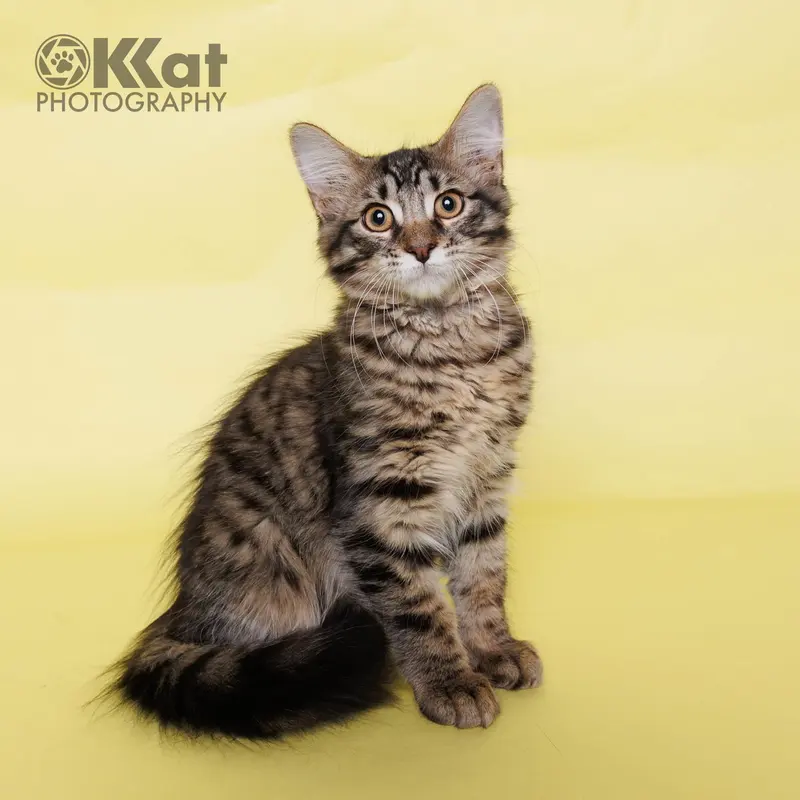 Harry, a young male cat up for adoption