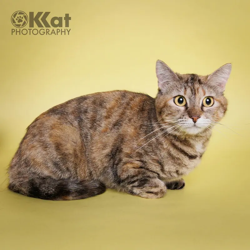 Squeaks, an adult female cat up for adoption