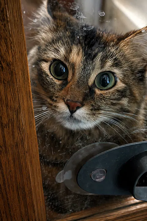 Watch the video of Misty