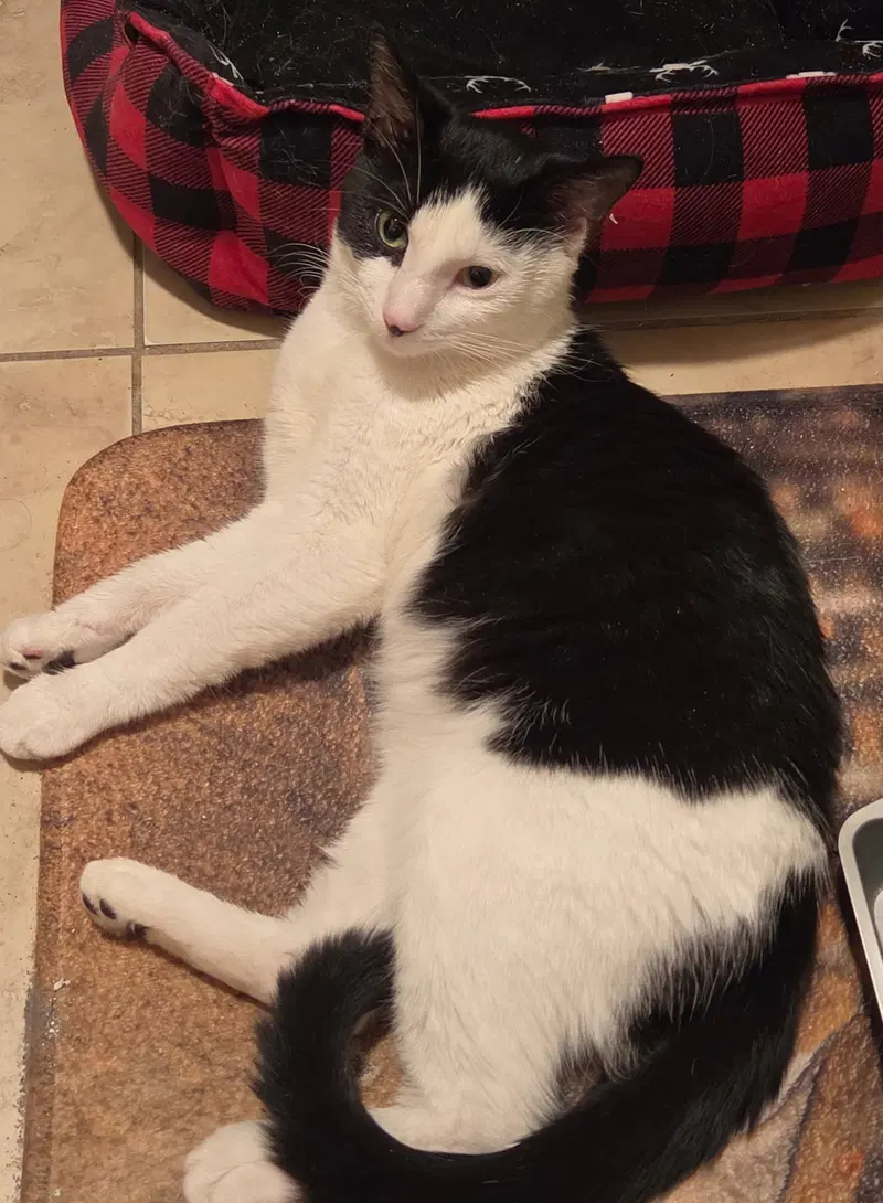 Petey, photo 4
