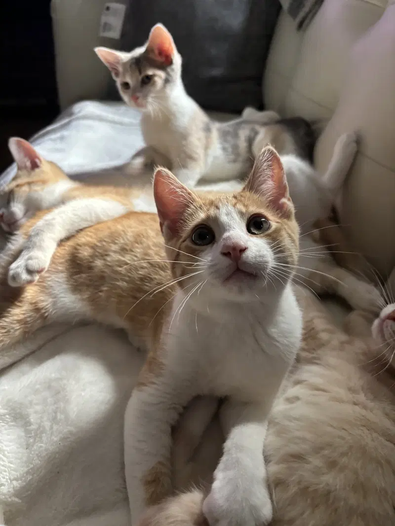 Cheeto, photo 3
