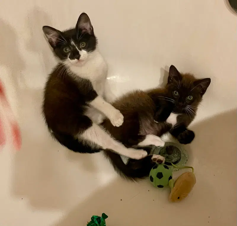 Sonny & Cher, male kittens up for adoption