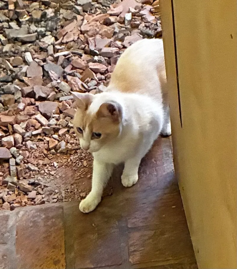 Betty, an adult female Siamese cat up for adoption