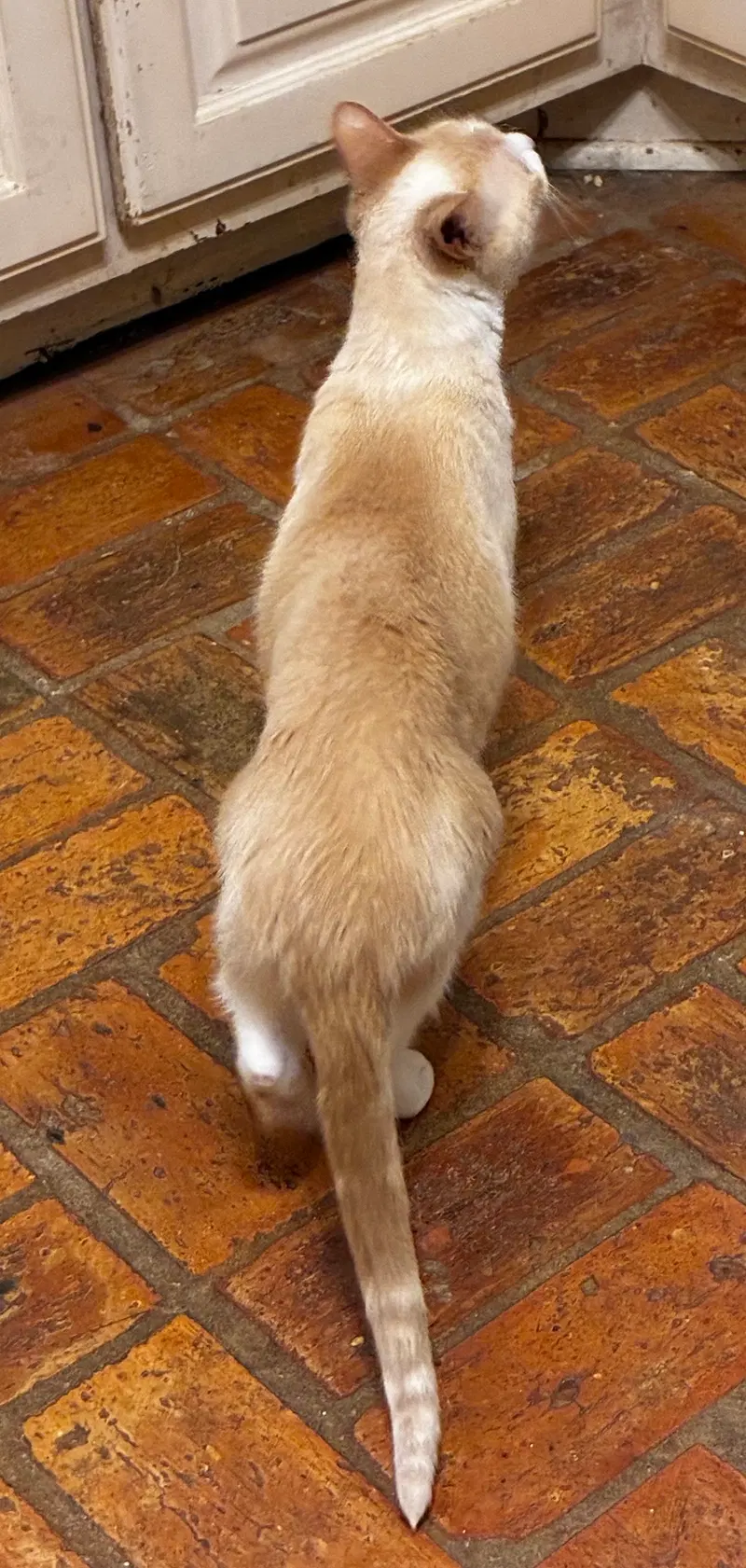 Betty, photo 3