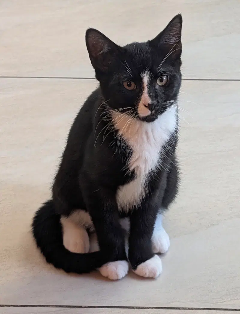 Cannolo, a male kitten up for adoption