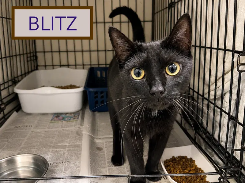 Blitz C, photo 7