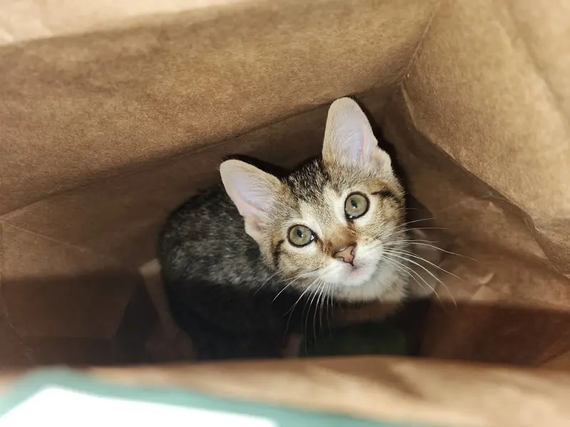 Annie, a cat up for adoption