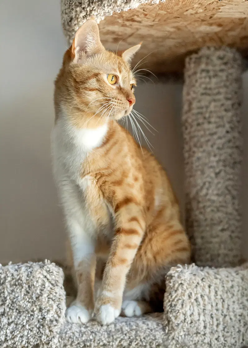 Shafi, photo 3