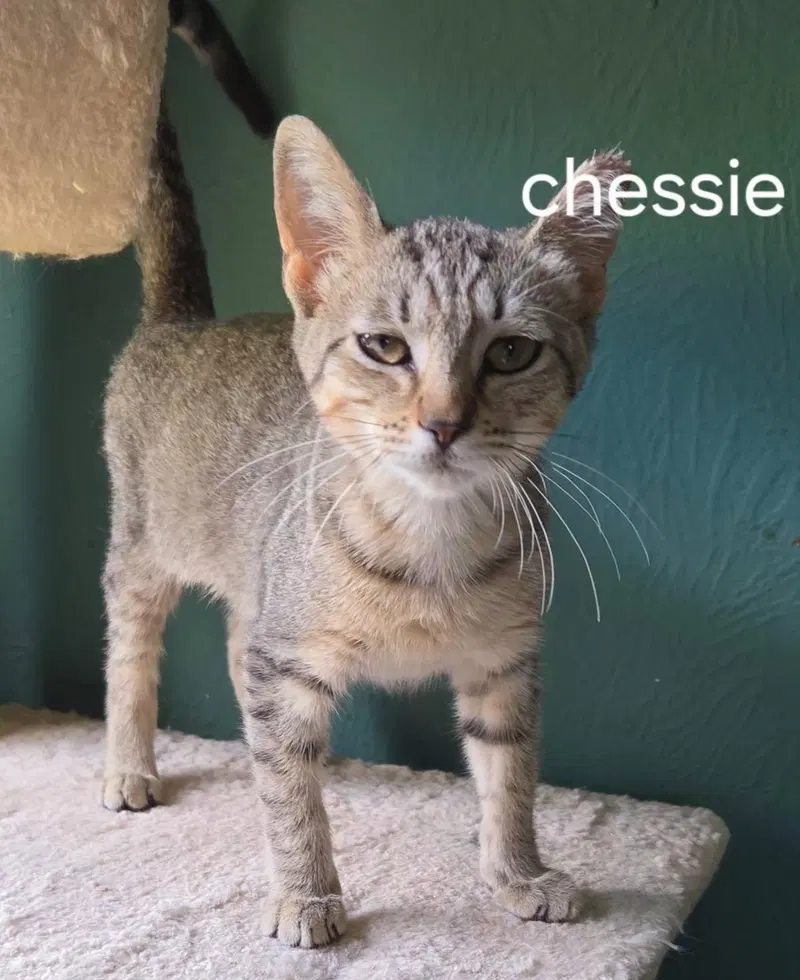 Chessie, photo 2