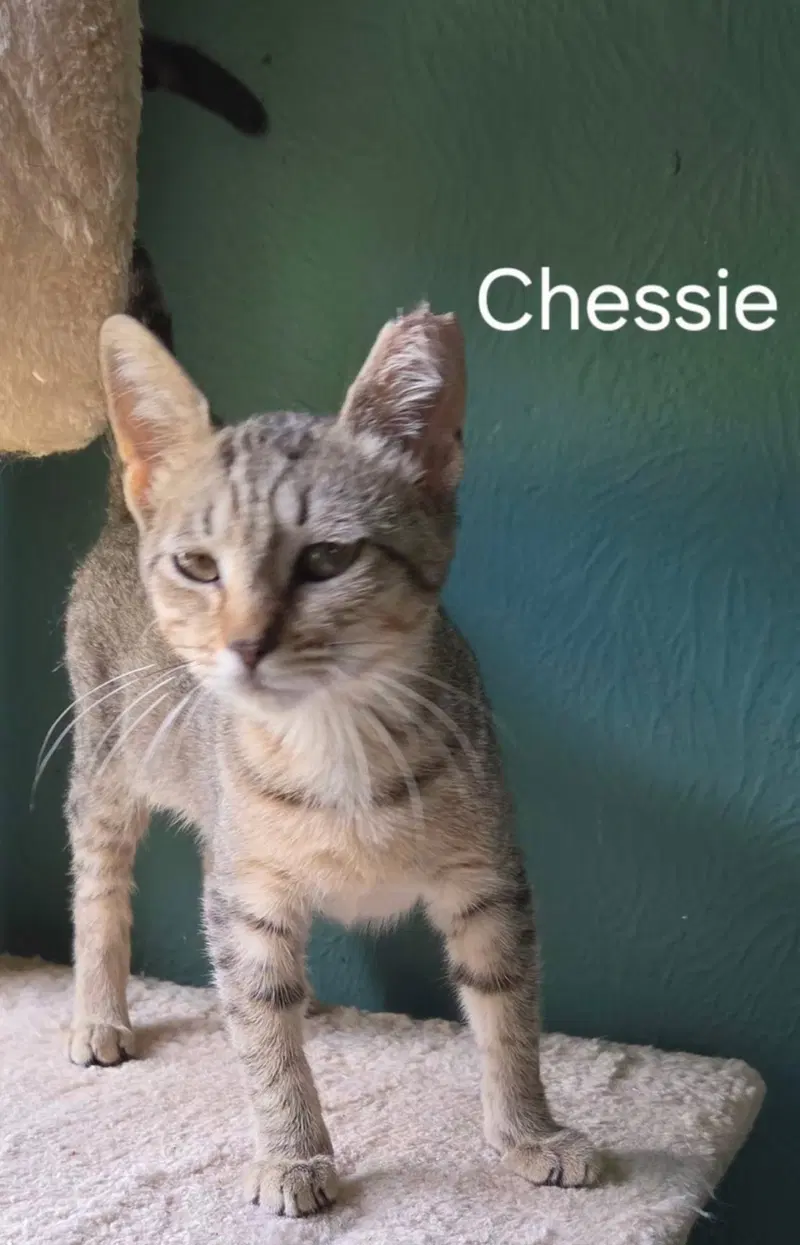 Chessie, photo 3