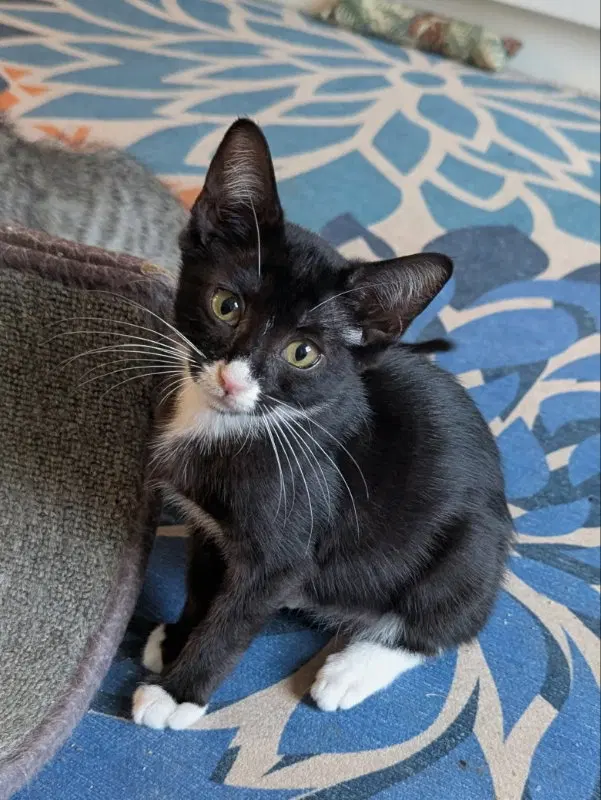Chickadee, a young female Tuxedo cat up for adoption